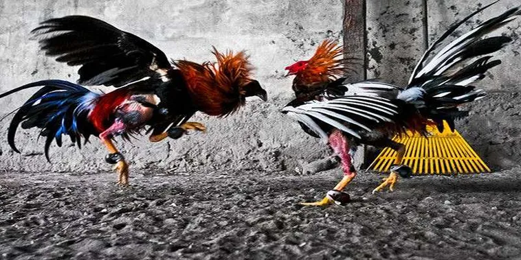 Bí Kíp Chơi Đá Gà GA28 ThienHaBet Dễ Thắng Cho Người Mới Bắt Đầu 2 Bí Kíp Chơi Đá Gà GA28 ThienHaBet Dễ Thắng Cho Người Mới Bắt Đầu